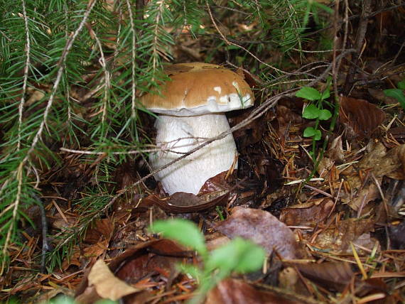 hríb smrekový Boletus edulis Bull.