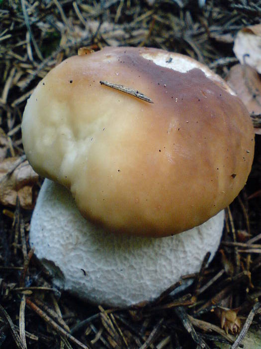 hríb smrekový Boletus edulis Bull.