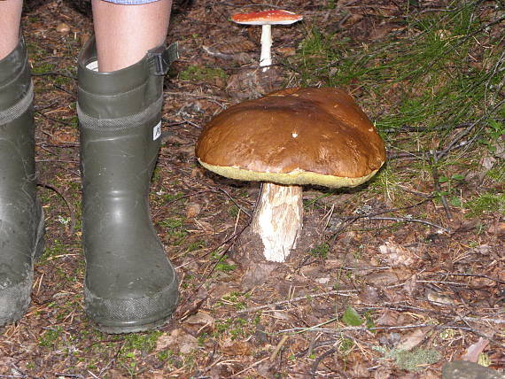 hríb sosnový Boletus pinophilus Pil. et Dermek in Pil.