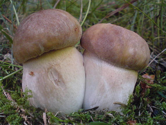 hríb dubový Boletus reticulatus Schaeff.