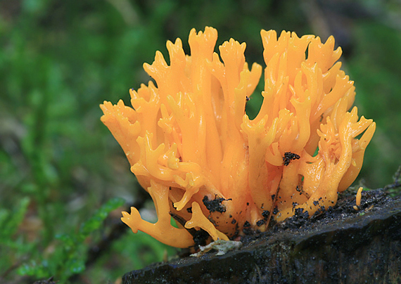 parôžkovec lepkavý Calocera viscosa (Pers.) Fr.