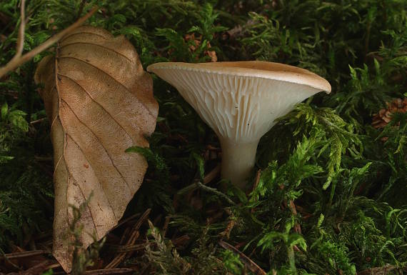 strmuľka lievikovitá Clitocybe gibba (Pers.) P. Kumm.