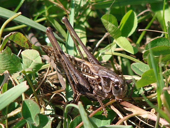 kobylka hryzavá (samček) Decticus verrucivorus