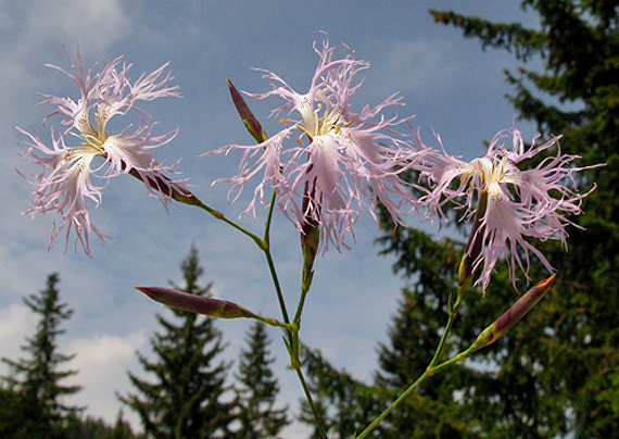 klinček pyšný Dianthus superbus L.