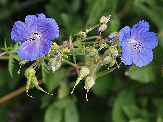 pakost lúčny Geranium pratense L.