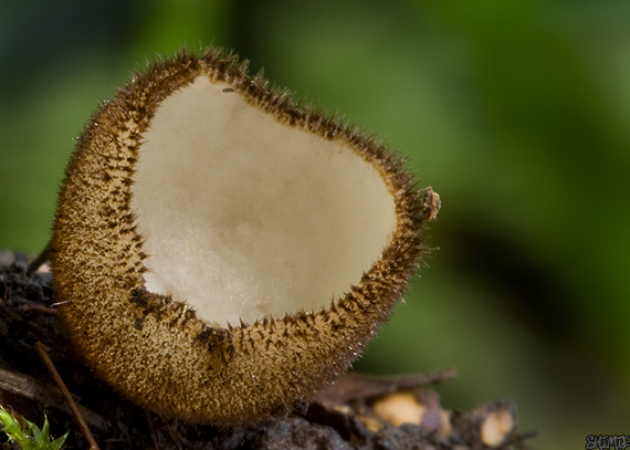 humária polguľovitá Humaria hemisphaerica (F.H. Wigg.) Fuckel