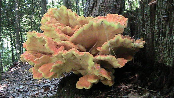 sírovec obyčajný Laetiporus sulphureus (Bull.) Murrill