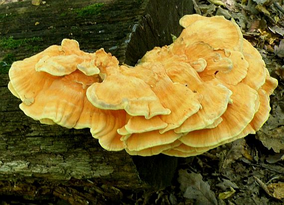 sírovec obyčajný Laetiporus sulphureus (Bull.) Murrill