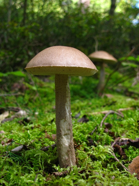 kozák brezový Leccinum scabrum (Bull.) Gray