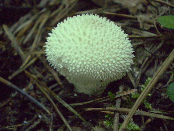 prášnica bradavičnatá Lycoperdon perlatum Pers.