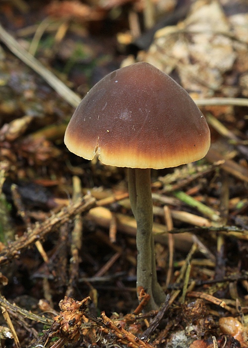 smeťovček uhorkový Macrocystidia cucumis (Pers.) Joss.