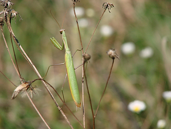 modlivka zelená Mantis religiosa