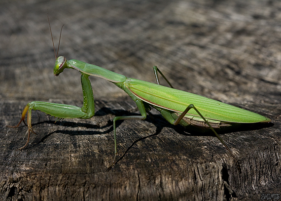 modlivka zelená Mantis religiosa