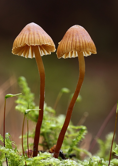 prilbička naklonená Mycena inclinata (Fr.) Quél.