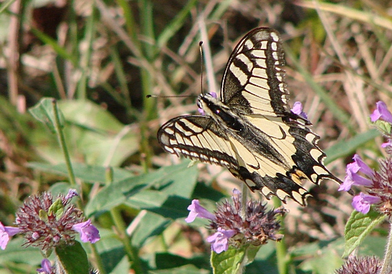 vidlochvost feniklový Papilio machaon