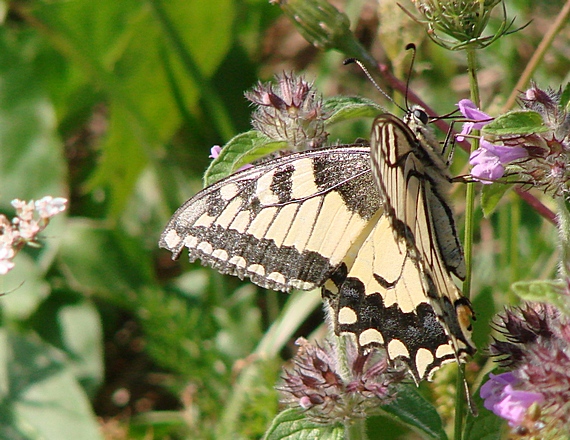 vidlochvost feniklový Papilio machaon