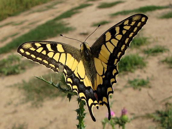 vidlochvost feniklový Papilio machaon