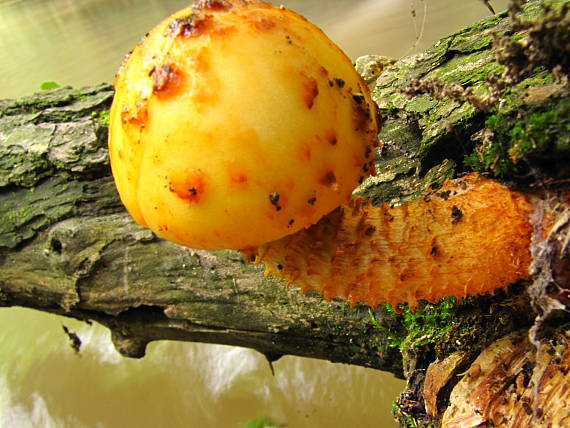 šupinovka Pholiota sp.