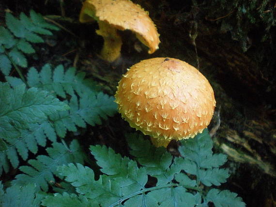 šupinovka Pholiota sp.