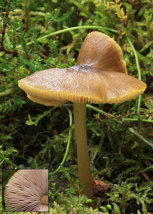 štítovka Pluteus sp.