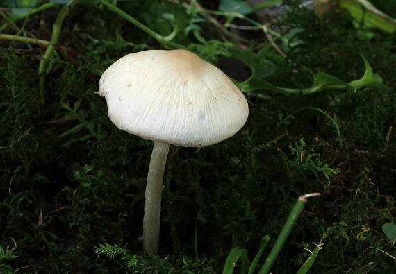 drobuľka Psathyrella sp.