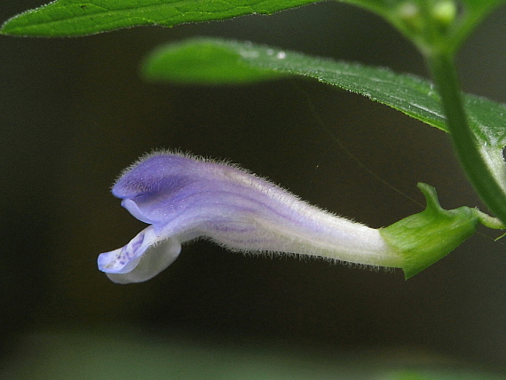 šišak vrúbkovaný Scutellaria galericulata L.