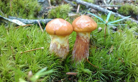 masliak smrekovcový Suillus grevillei (Klotzsch) Singer