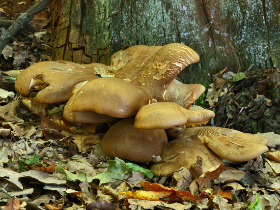 čechračka tmavohlúbiková Tapinella atrotomentosa (Batsch) Šutara