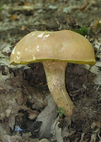 suchohríb plstnatý Xerocomus subtomentosus L.