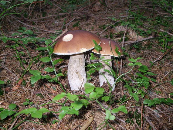 hríb smrekový Boletus edulis Bull.