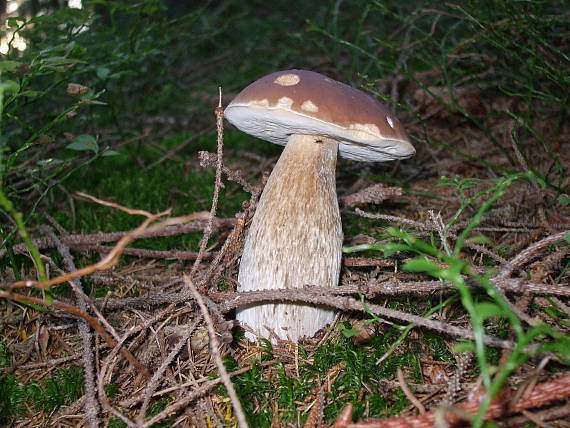 hríb smrekový Boletus edulis Bull.