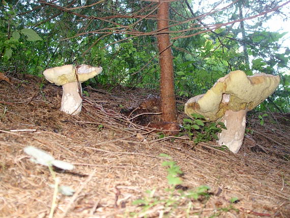 hríb smrekový Boletus edulis Bull.