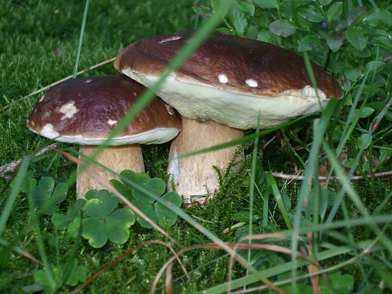 hríb smrekový Boletus edulis Bull.