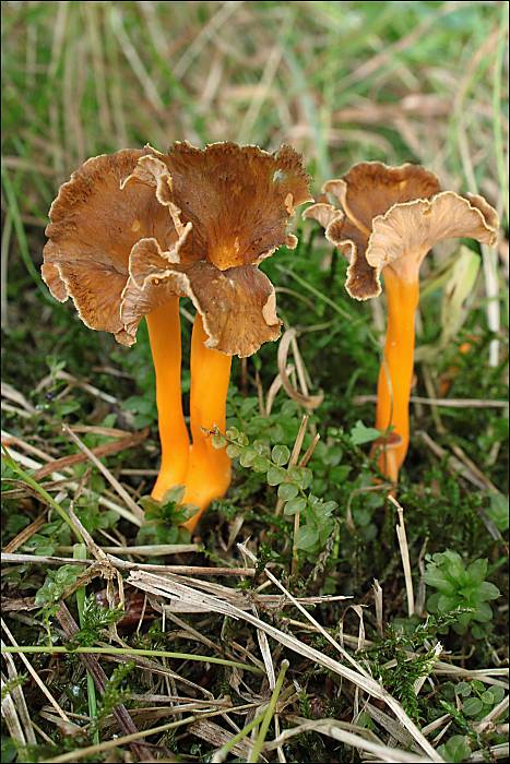 kuriatko žltohnedé Cantharellus lutescens Fr.