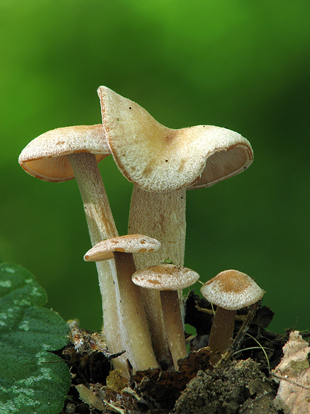 strmuľka Clitocybe sp.