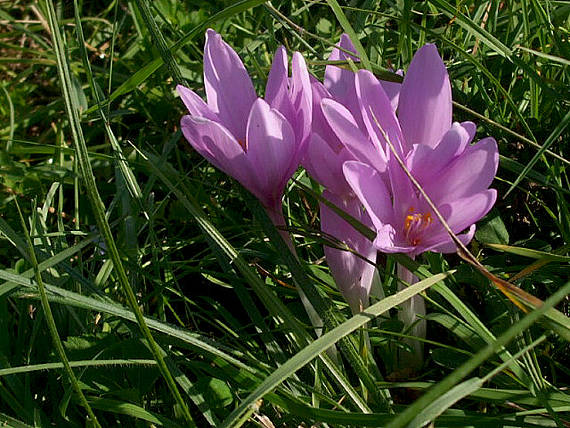 jesienka obyčajná Colchicum autumnale L.