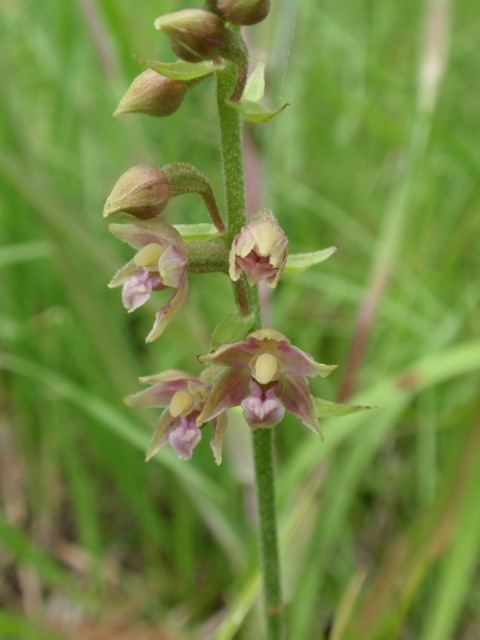 kruštík tmavočervený pravý Epipactis atrorubens subsp. atrorubens (Hoffm.) Besser