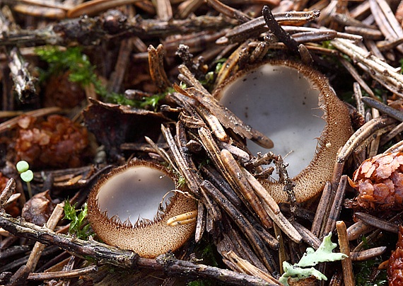 humária polguľovitá Humaria hemisphaerica (F.H. Wigg.) Fuckel