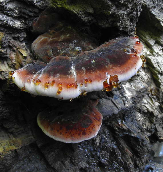 smolokôrovka buková Ischnoderma resinosum (Schrad.) P. Karst.