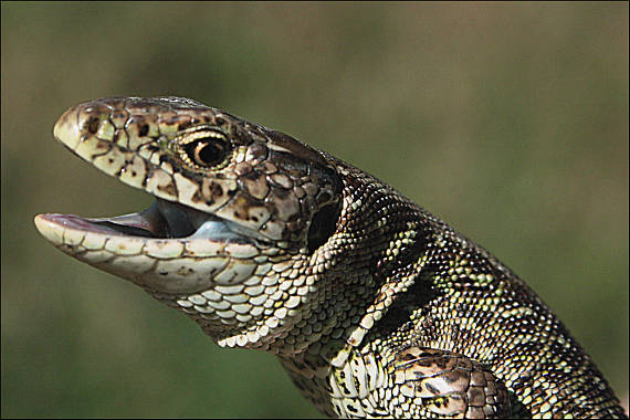 jašterica obyčajná  Lacerta agilis