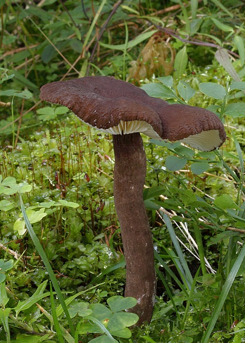 rýdzik čiernozamatový Lactarius lignyotus Fr.