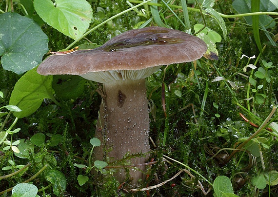 rýdzik sadzový Lactarius picinus Fr.