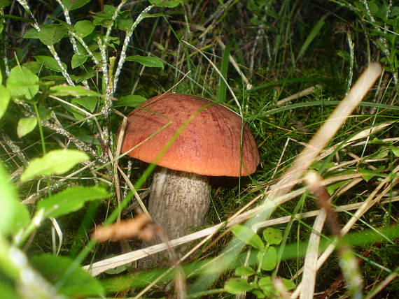 kozák Leccinum sp.