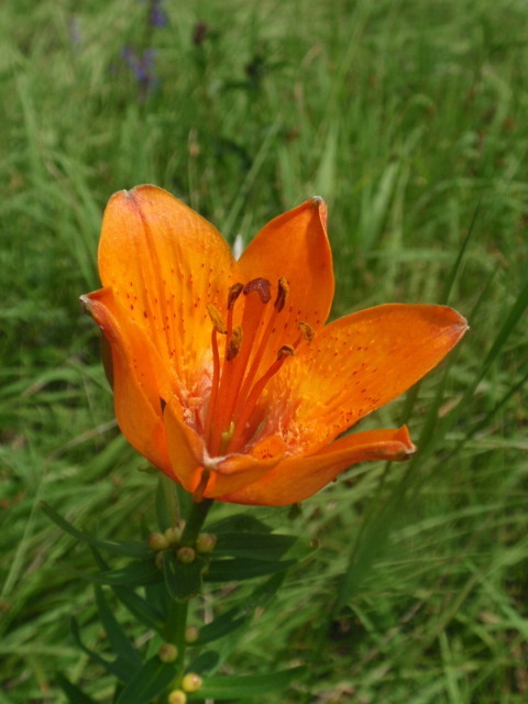 ľalia cibuľkonosná Lilium bulbiferum L.