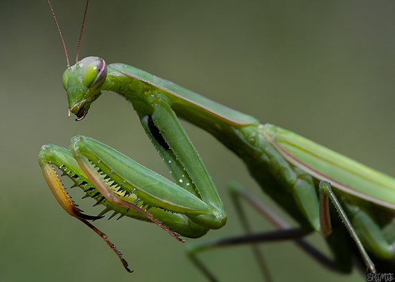 modlivka zelená Mantis religiosa