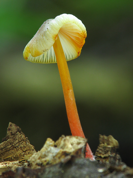 prilbička šafranová Mycena crocata (Schrad.) P. Kumm.