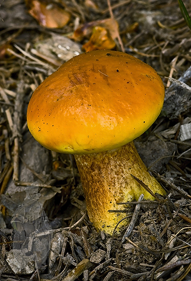 masliak smrekovcový Suillus grevillei (Klotzsch) Singer