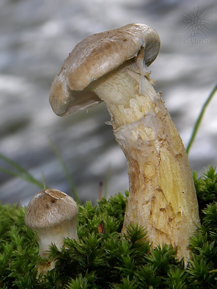 masliak lepkavý Suillus viscidus (L.) Roussel