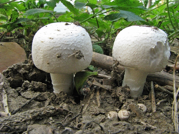 pečiarka poľná Agaricus campestris L.