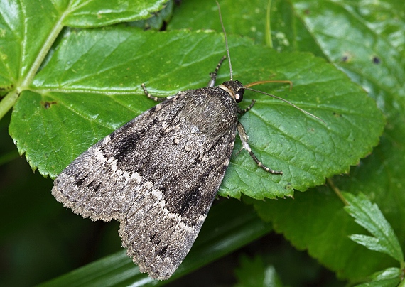 blyšťavka orechová Amphipyra pyramidea